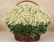 Цветочная композиция из Ромашки в корзине #REPLACE_PRED# Алексеевка Алексеевский район